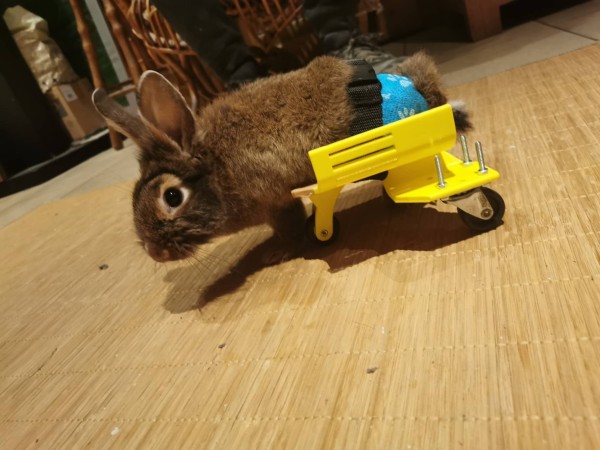 Skateboard pour lapin a mobilité réduite